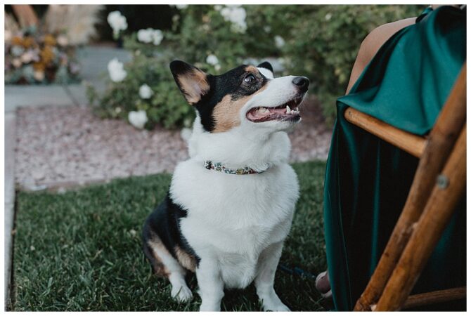 Corgi sitting on grass looking up at person.
