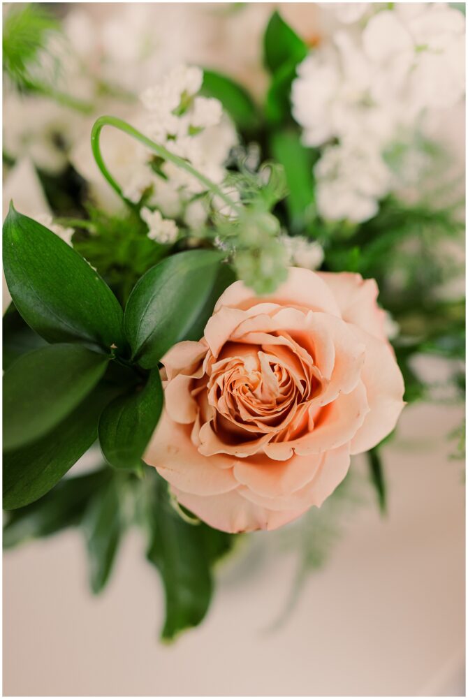 Close-up of peach rose with greenery.